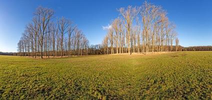 bild av skog med lövfällande träd i vinter- dagtid med blå himmel foto