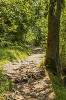 vandring väg i skog nära weissensee i österrike under dagtid i sommar foto