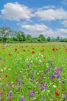 panorama- se över färgrik blomma fält i springtime foto