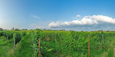 se över vingårdar till de kyrka av Peter och paul i de små hessian stad av hochheim i de rhen-main område foto