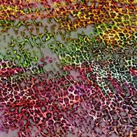 abstrakt knäckt leopard textur bakgrund, abstrakt djur- hud bakgrund foto