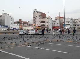 medina, saudi Arabien, dec 2022 - en flock av duvor på de väg i främre av bilal moské är upptagen äter spannmål. foto