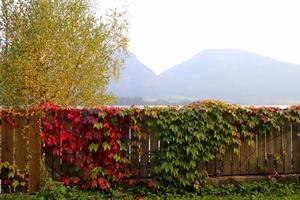 resa till sankt-wolfgang, Österrike. de trä- staket med grön och röd löv av lian och med de bergen på de bakgrund i de solig dag. foto