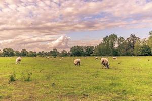 nötkreatur i de landsbygden i de gammal lantlig stad av lacock, england. foto