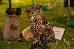 Uggla fågel på en medeltida rättvis på de episk medeltida slott av arundel, england. foto