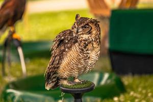 Uggla fågel på en medeltida rättvis på de episk medeltida slott av arundel, england. foto