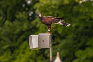 Örn fågel på en medeltida rättvis på de episk medeltida slott av arundel, england. foto