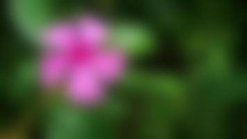 defocused härlig rosa madagaskar snäcka blommor foto