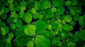 pistia stratiotes växter flytande på vatten foto