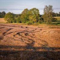 lettiska sommar landskap foto