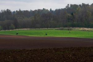 lettiska springtime landskap foto