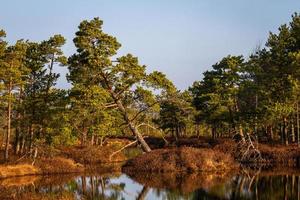 träsk sjö i springtime foto