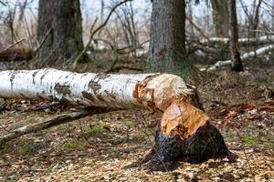 bäver Arbetar i de skog foto