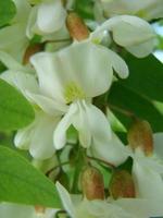 akacia gren Robinia pseudoacacia är riklig blomning med vit blommor. falsk akacia. foto