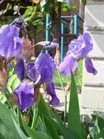 iris germanica. närbild av blomma skäggig iris i trädgård. en växt med imponerande blommor, trädgård dekoration. foto