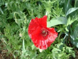 röd vallmo blommor med en bi och vete fält på de bakgrund. allmänning vallmo papaver rhoeas foto