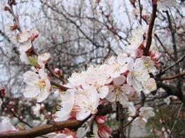 vår blomma bakgrund med aprikos. skön natur scen med blommande träd och blå himmel foto