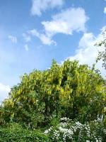 akacia gren Robinia pseudoacacia är riklig blomning med vit blommor. falsk akacia. foto