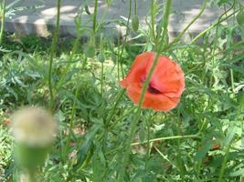 röd vallmo blommor med en bi och vete fält på de bakgrund. allmänning vallmo papaver rhoeas foto