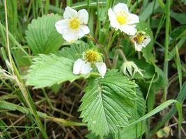 blomning vild jordgubbar. sommar bakgrund med grön löv och vit jordgubb blommor foto