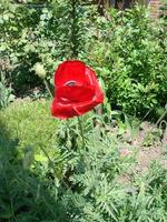 röd vallmo blommor med en bi och vete fält på de bakgrund. allmänning vallmo papaver rhoeas foto