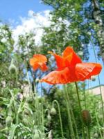 röd vallmo blommor med en bi och vete fält på de bakgrund. allmänning vallmo papaver rhoeas foto