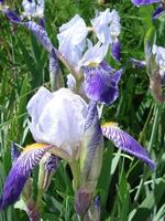 iris germanica. närbild av blomma skäggig iris i trädgård. en växt med imponerande blommor, trädgård dekoration. foto