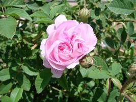 röd ro bakgrund. textur av röd blommor. topp se på röd rosor. närbild, beskurna skott. naturens skönhet. foto