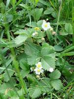 blomning vild jordgubbar. sommar bakgrund med grön löv och vit jordgubb blommor foto