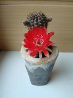 stor röd blomma på igelkott kaktus i en pott på Hem. två blommor på de samma tid, blomning taggig växt foto
