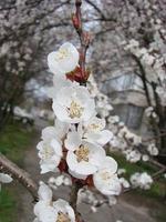 vår blomma bakgrund med aprikos. skön natur scen med blommande träd och blå himmel foto