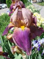 iris germanica. närbild av blomma skäggig iris i trädgård. en växt med imponerande blommor, trädgård dekoration. foto