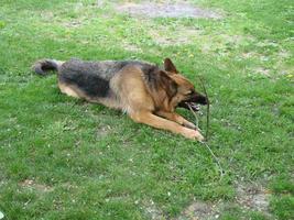 närbild av en tysk herde hund med intelligent ögon och tunga hängande ut. de hund spelar och vilar foto