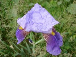 iris germanica. närbild av blomma skäggig iris i trädgård. en växt med imponerande blommor, trädgård dekoration. foto