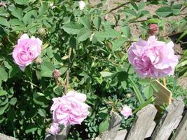 röd ro bakgrund. textur av röd blommor. topp se på röd rosor. närbild, beskurna skott. naturens skönhet. foto