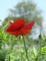 röd vallmo blommor med en bi och vete fält på de bakgrund. allmänning vallmo papaver rhoeas foto