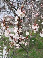 vår blomma bakgrund med aprikos. skön natur scen med blommande träd och blå himmel foto