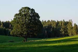 lettiska sommar landskap foto