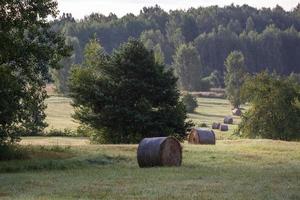 lettiska sommar landskap foto