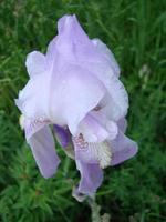 iris germanica. närbild av blomma skäggig iris i trädgård. en växt med imponerande blommor, trädgård dekoration. foto