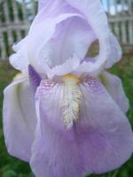 iris germanica. närbild av blomma skäggig iris i trädgård. en växt med imponerande blommor, trädgård dekoration. foto