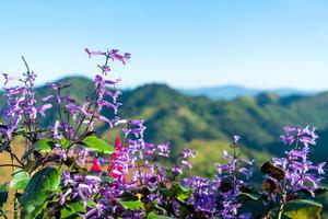 skön blomma med berg kulle bakgrund foto