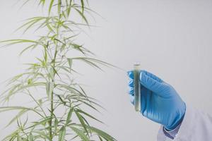 cannabis forskare är håller på med vetenskaplig experiment. foto