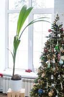 kokos handflatan i en pott på Hem som en gåva för jul och ny år. grön hus, vård och odling av tropisk växter foto