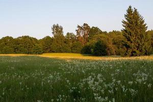 lettiska sommar landskap foto