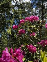 rhododendron fotografi, skön natur blomma, växt Foto, jpg fil foto