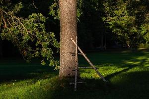 träd trunkar i skog foto