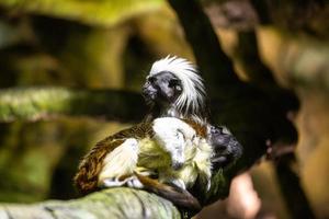 marmosets på de naturlig bakgrund foto