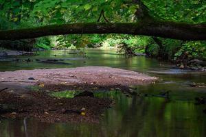 små skog flod i sommar med grön bakgrund foto