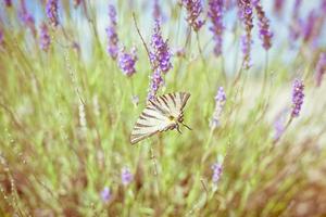 fjäril på lavendel- buske foto